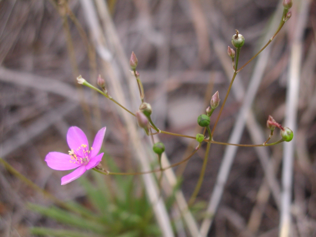 Talinum calycinum