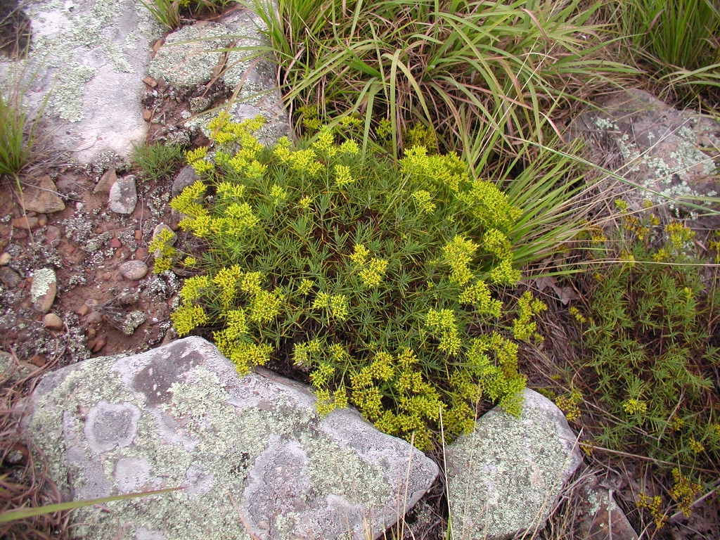 Paronychia virginica var. scoparia