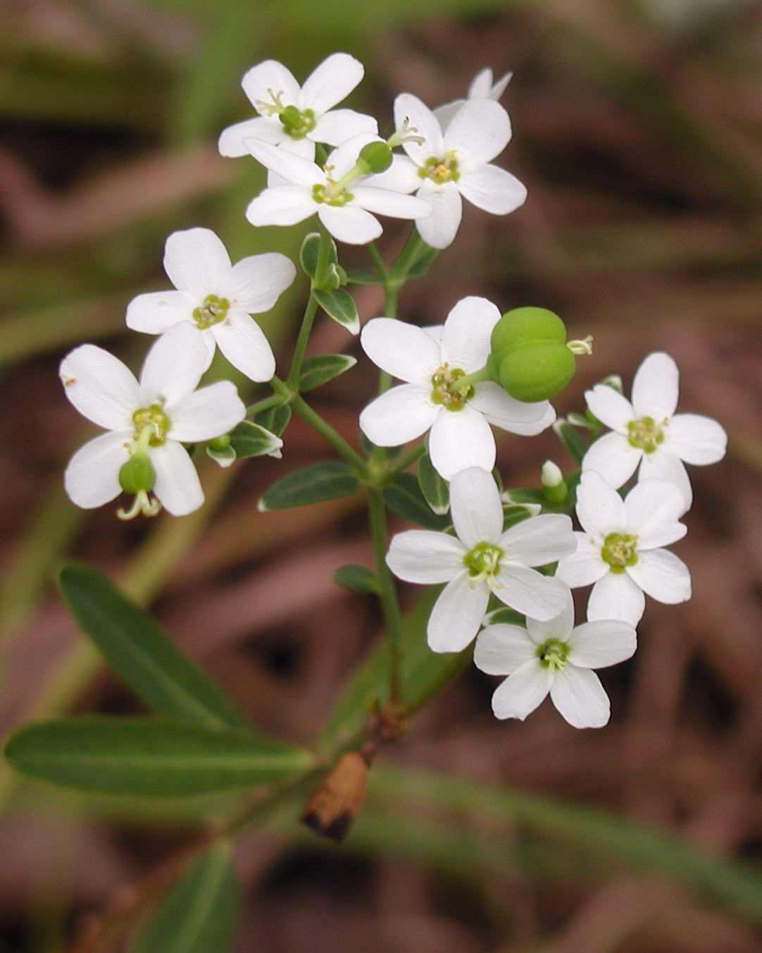 Euphorbia corollata