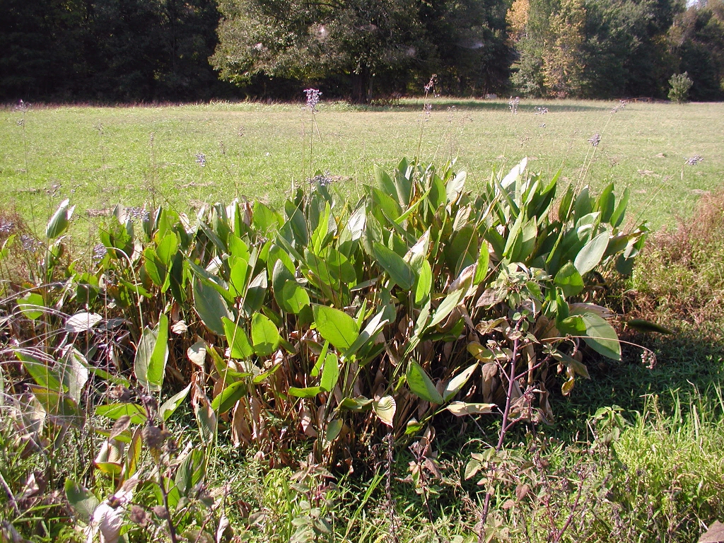 Thalia dealbata