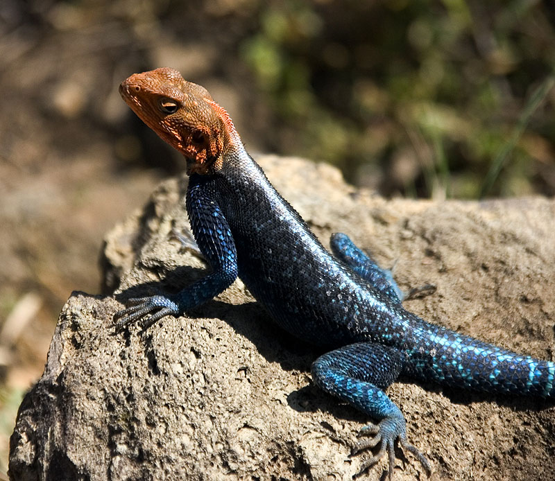 Crazy Lizard! - Baboon Point, Nakuru NP, Kenya