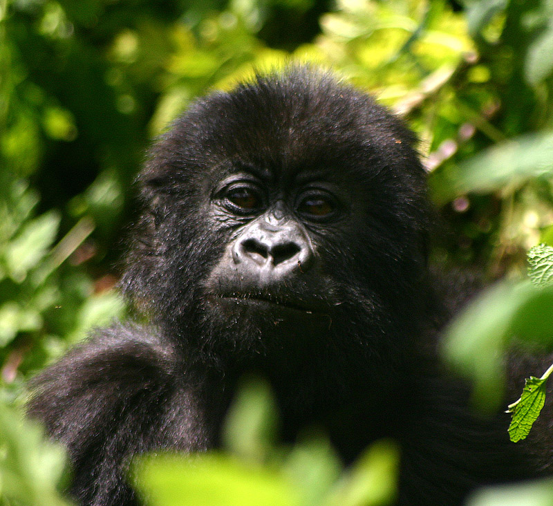 Whats that through the bushes? Parc De Virungas, Rwanda