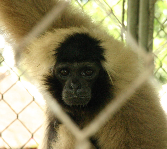 Caged Monkey.