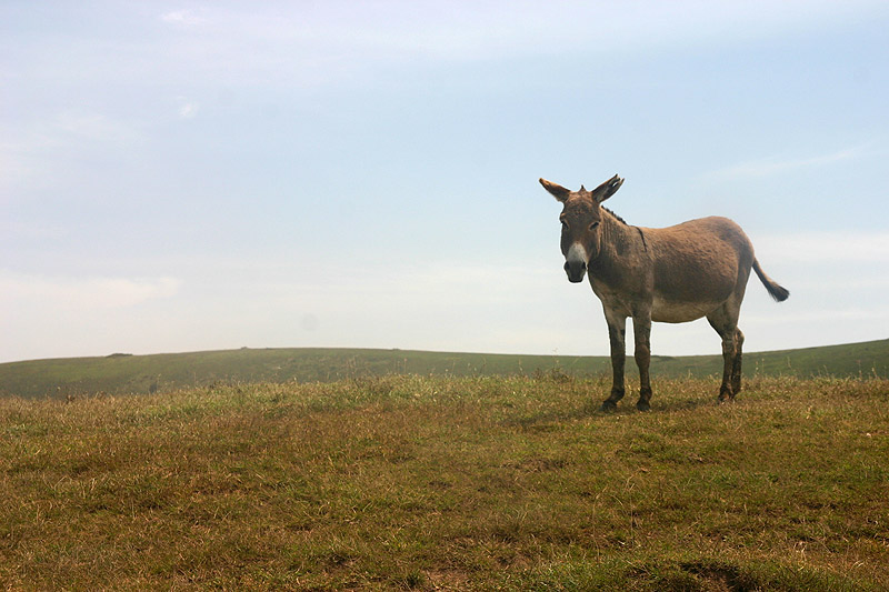 Donkey! Donkey! Donkey! Ngorogoro Crater, Tanzania.