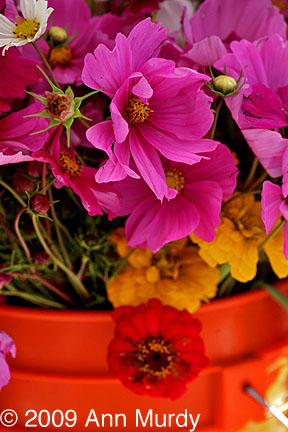Cosmos and Zinnias