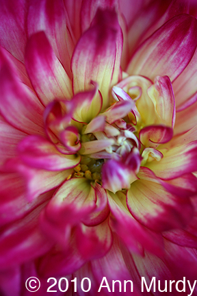 Magenta Dahlia