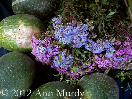 Flowers and Squash