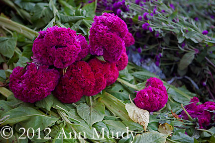 Celosia