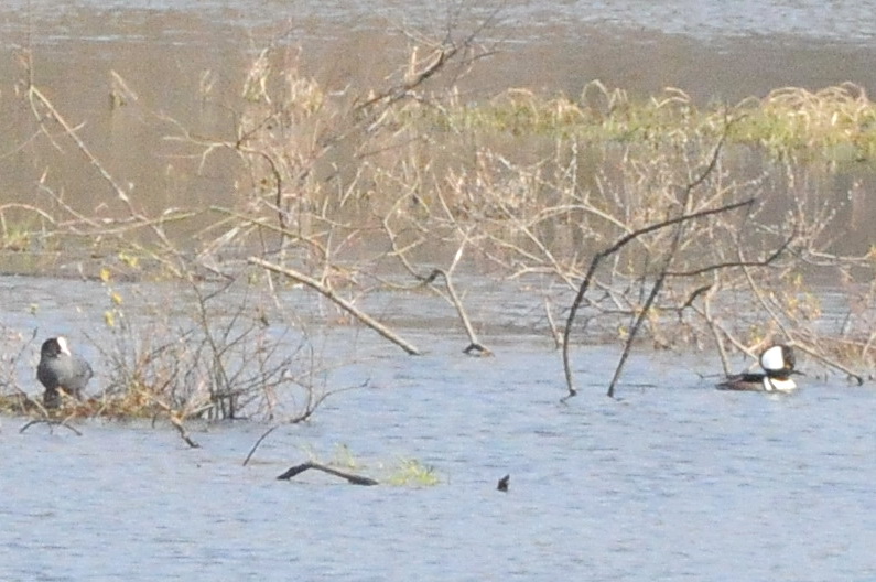 kamskrake (Hooded merganser), Ask vtmark