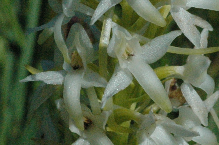 nattviol land 2010 06 29