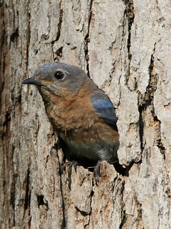 Eastern Bluebird