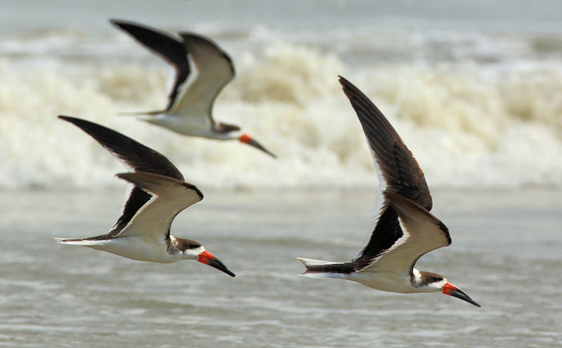 Black Skimmer