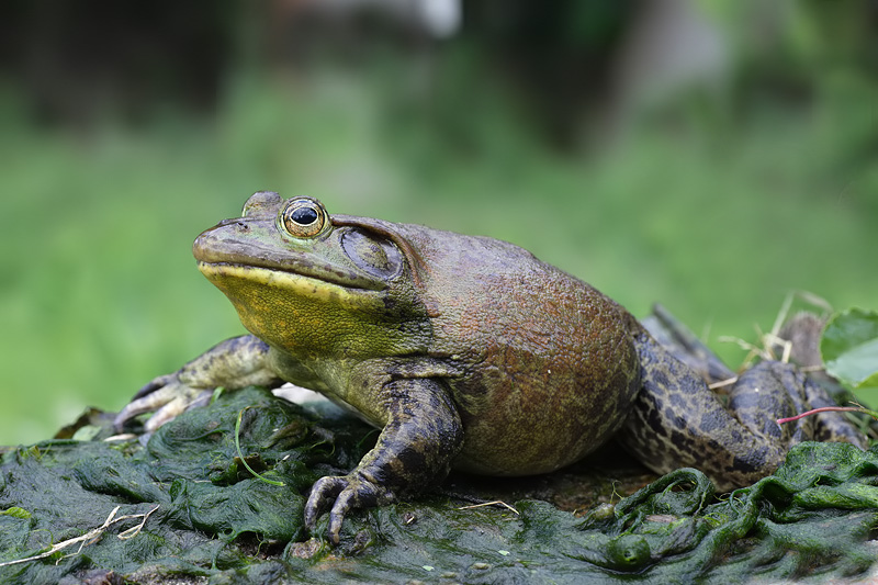 Rana toro (Lithobates catesbeianus)