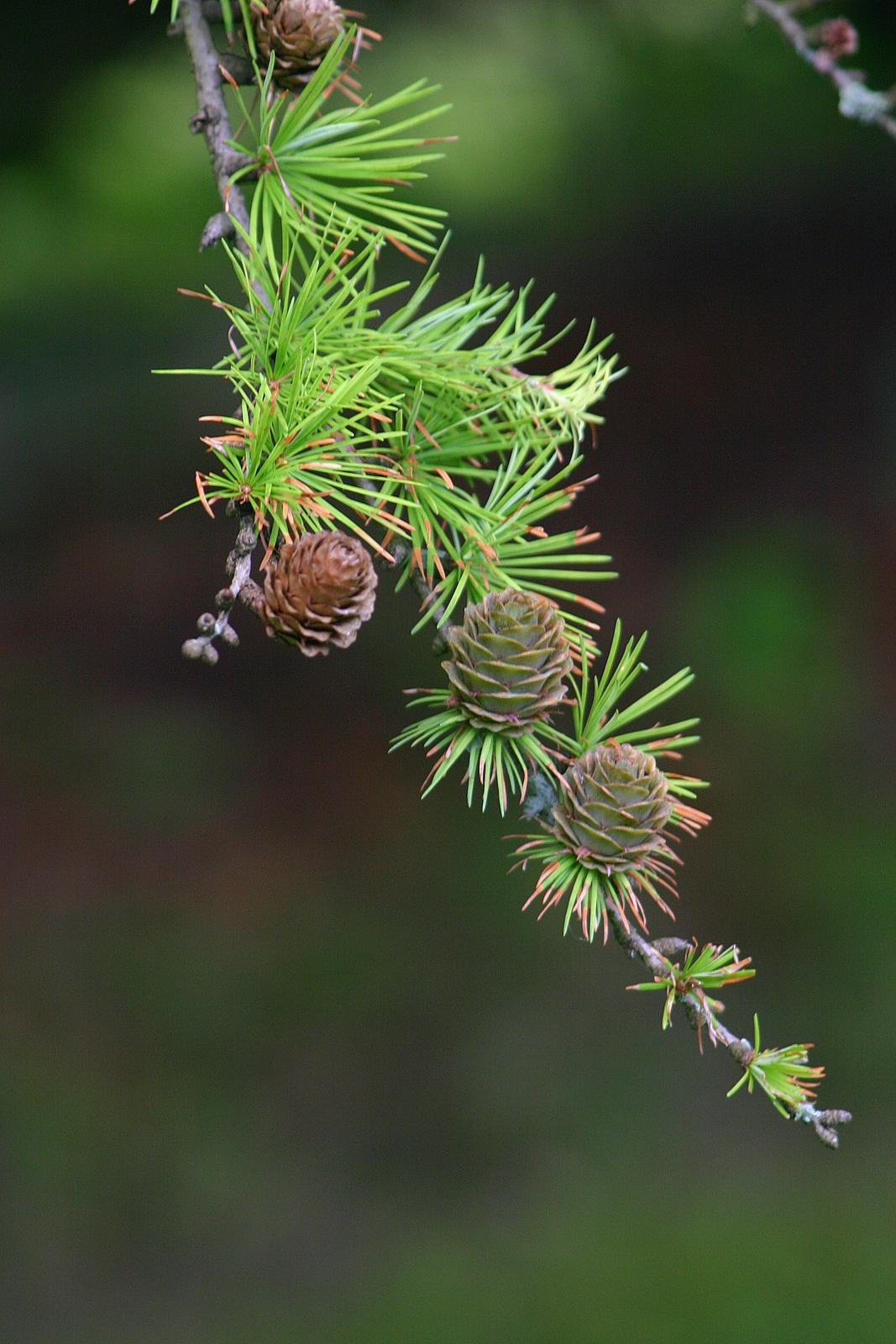 Tamarack