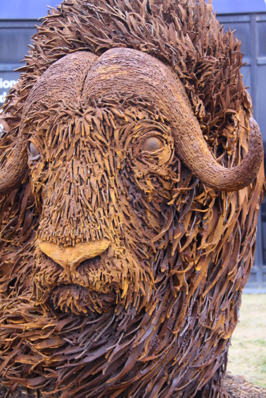 Muskox Sculpture in Iron