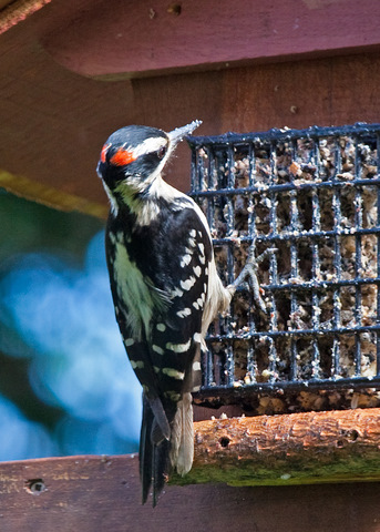 Hairy Woodpecker - 2