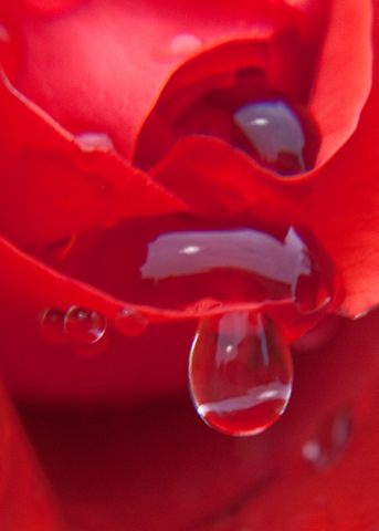 Rose Tears
