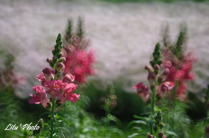 DSC_4608.jpg