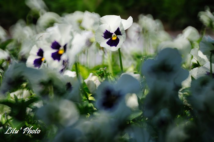 DSC_4676.jpg
