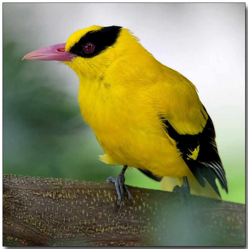 Black-naped Oriole