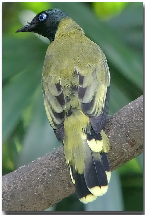 Black-headed Bulbul