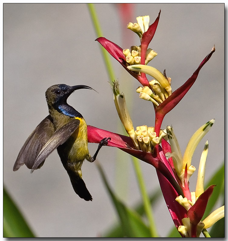 Olive-backed Sunbird - Departure