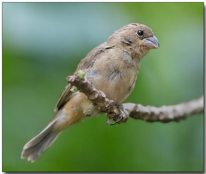 Black-and-yellow Grosbeak - female