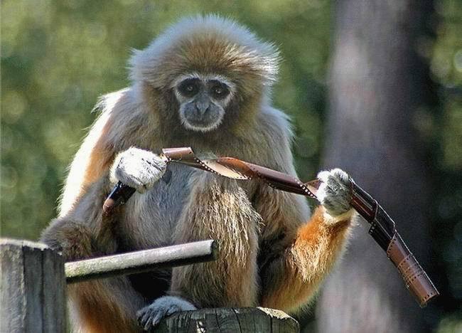 Early Chimping