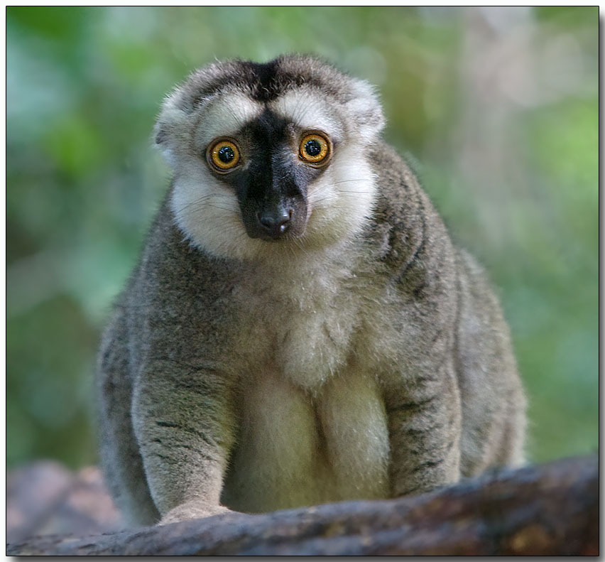 Lemur