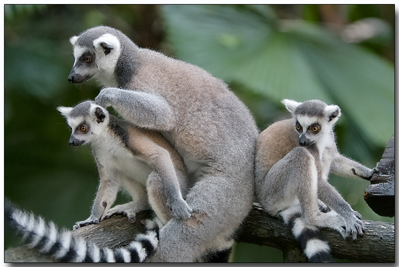 Ring-tailed Lemur