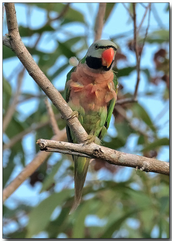 Red-breasted Parakeet - male