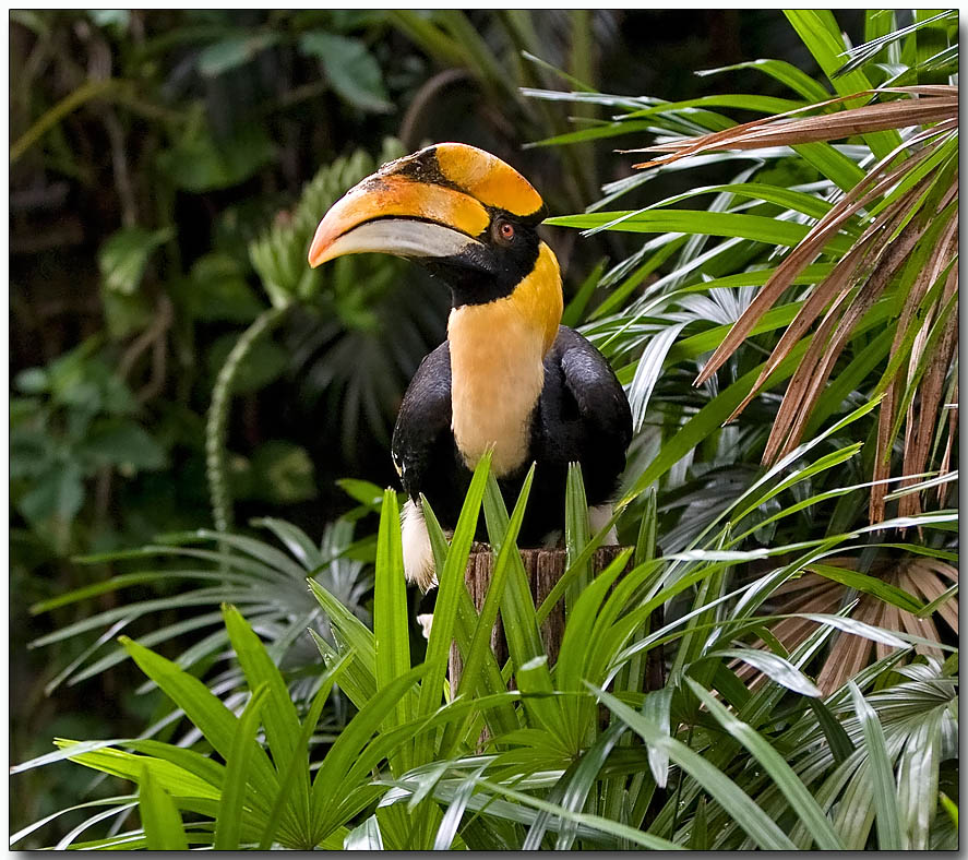 Great Hornbill