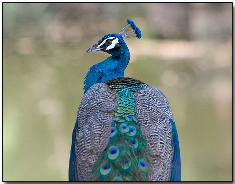 Indian Peafowl - male Peacock