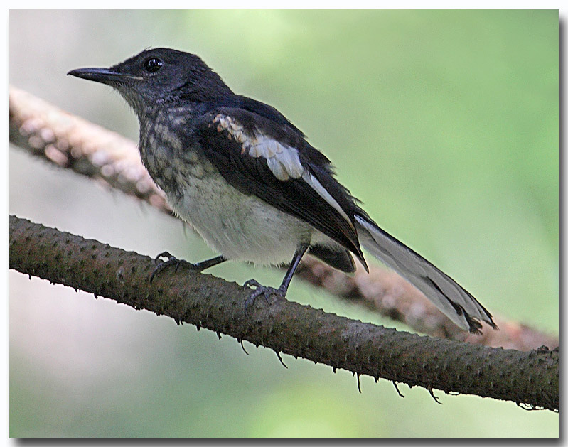 Oriental Magpie Robin - female