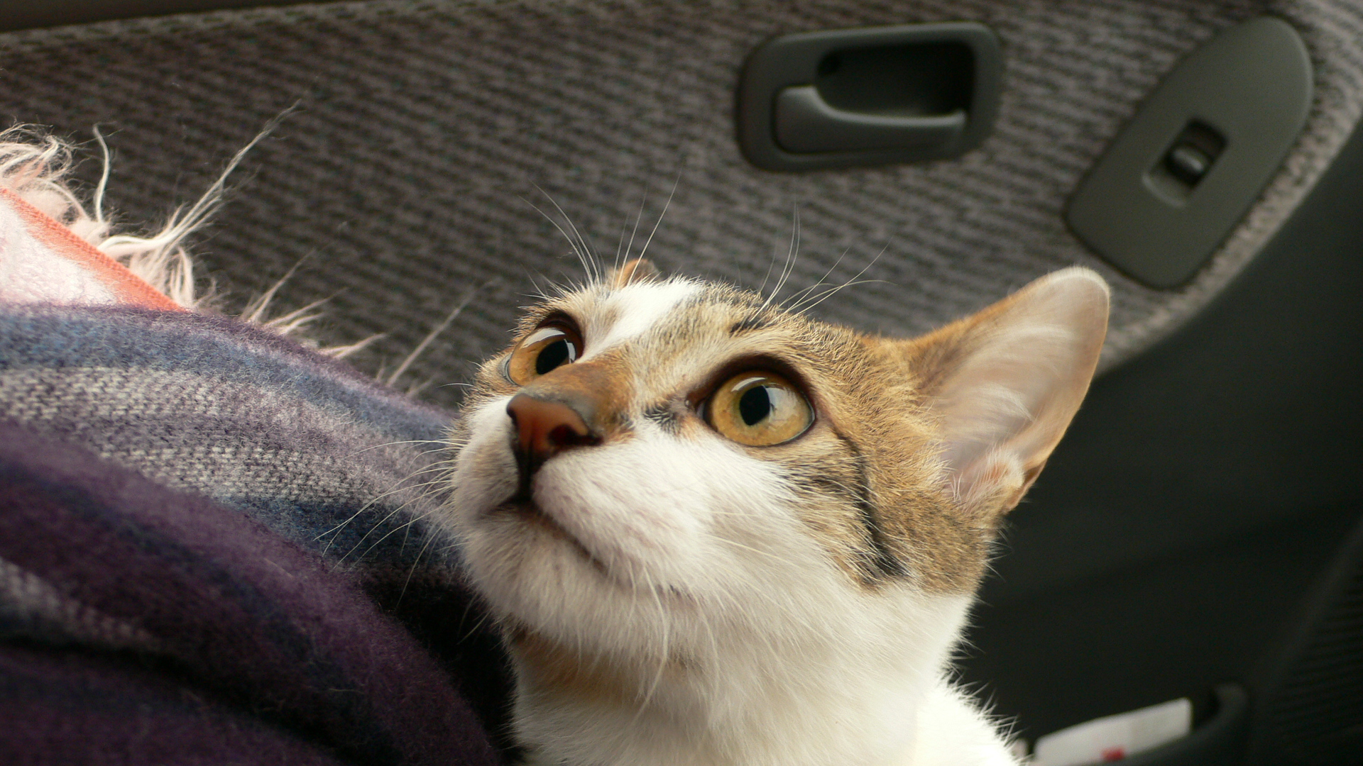 P1020003.JPG