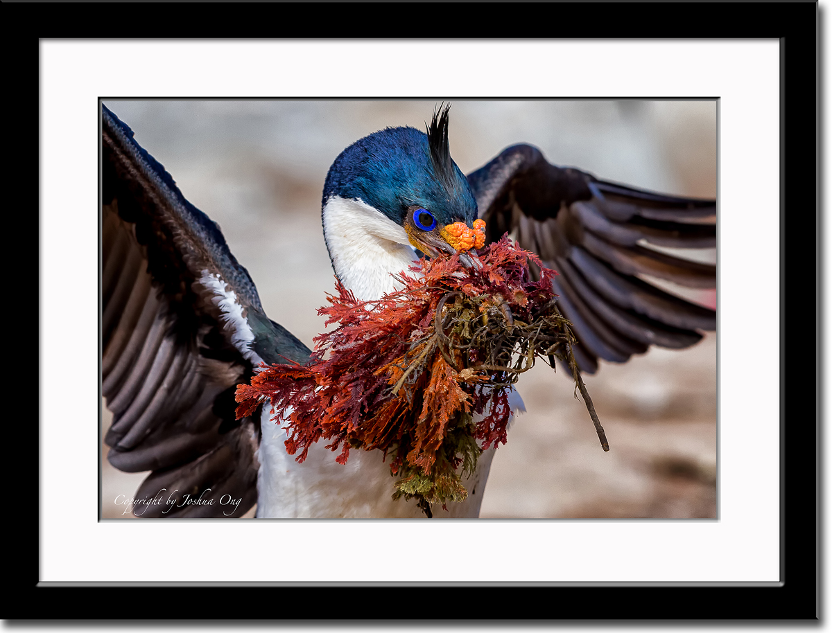 Cormorant (Shag) Carrying Nesting Material