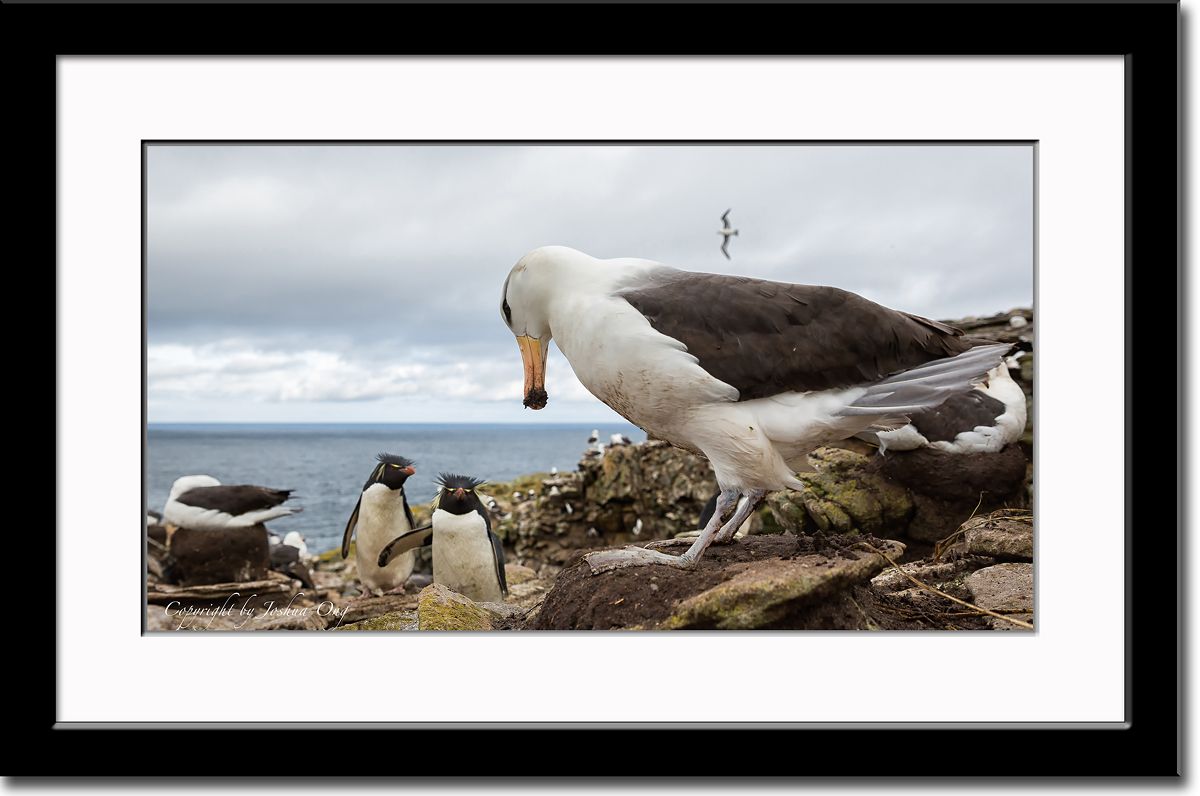 A Nesting Black-Browed Albatross