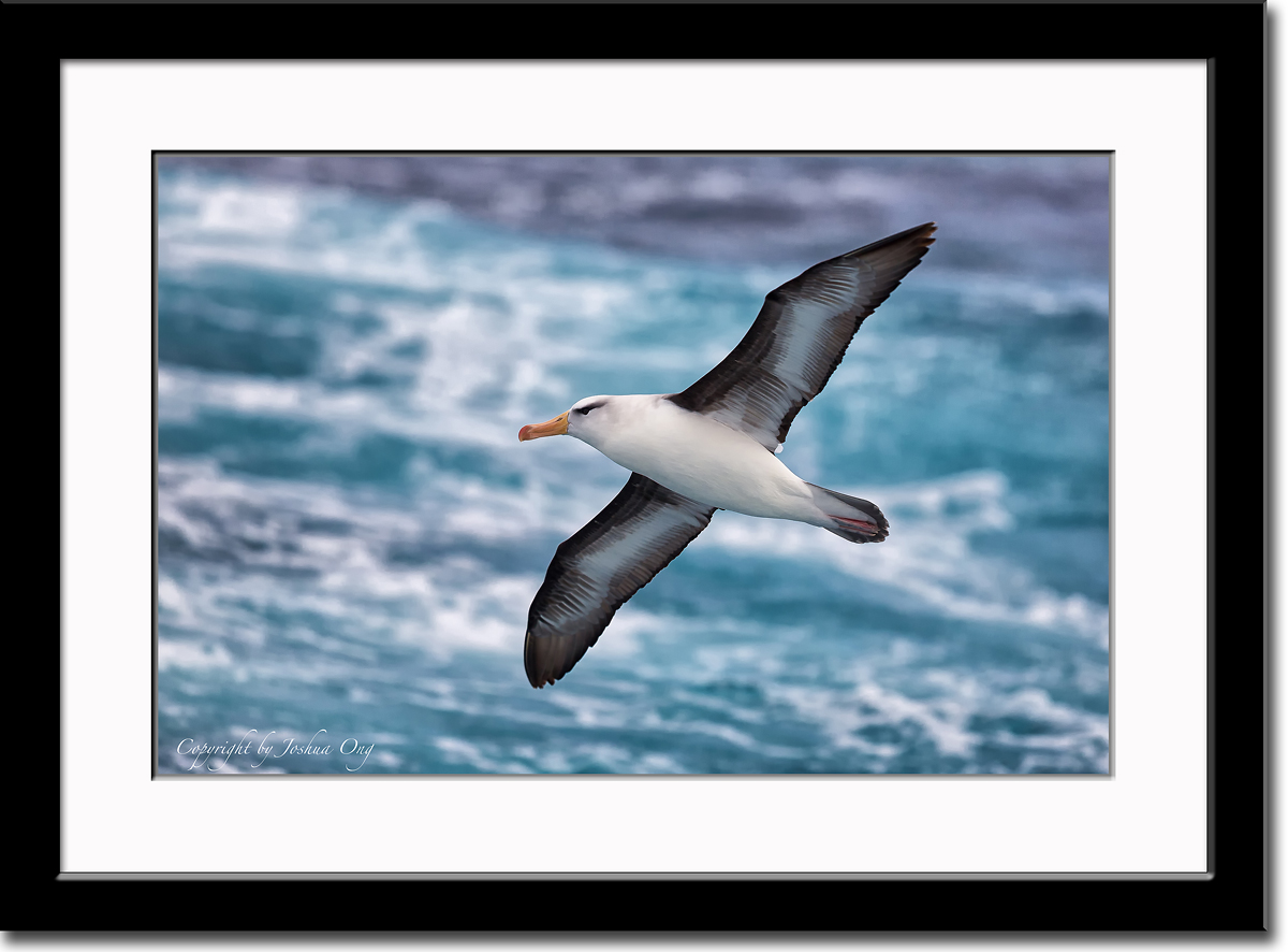 Black-browed Albatross