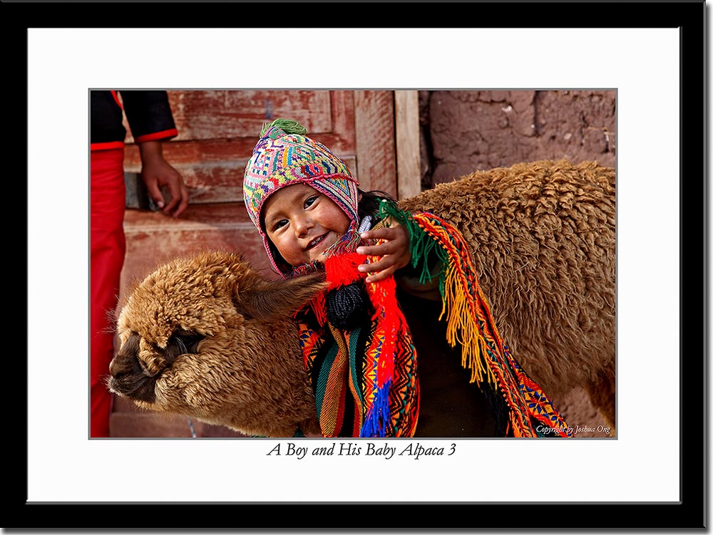 A Boy and His Baby Alpaca 3