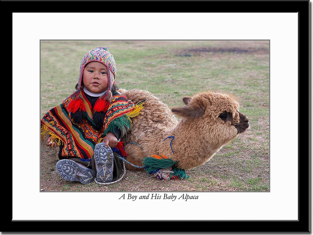 A Boy and His Baby Alpaca