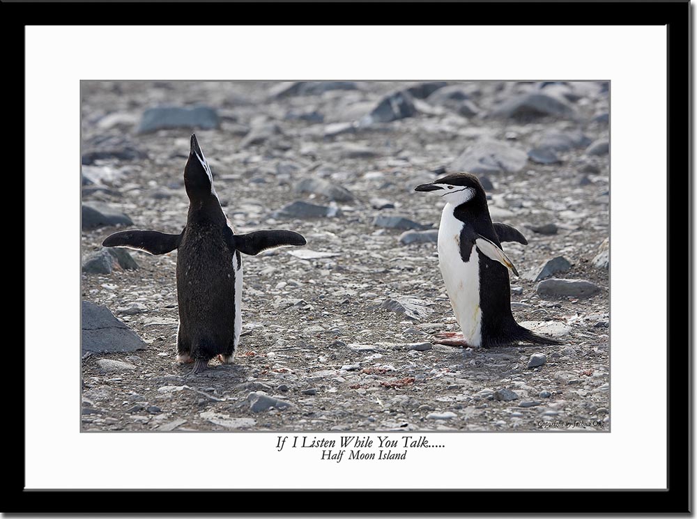 Penguins Conversation