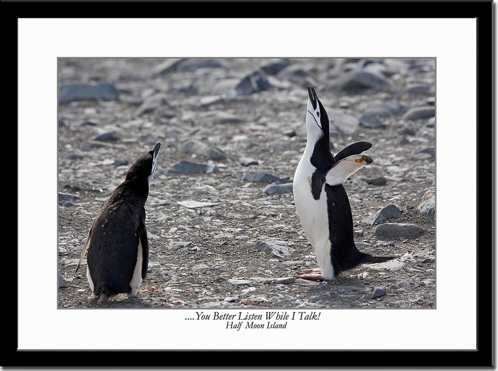 Penguins Conversation 2