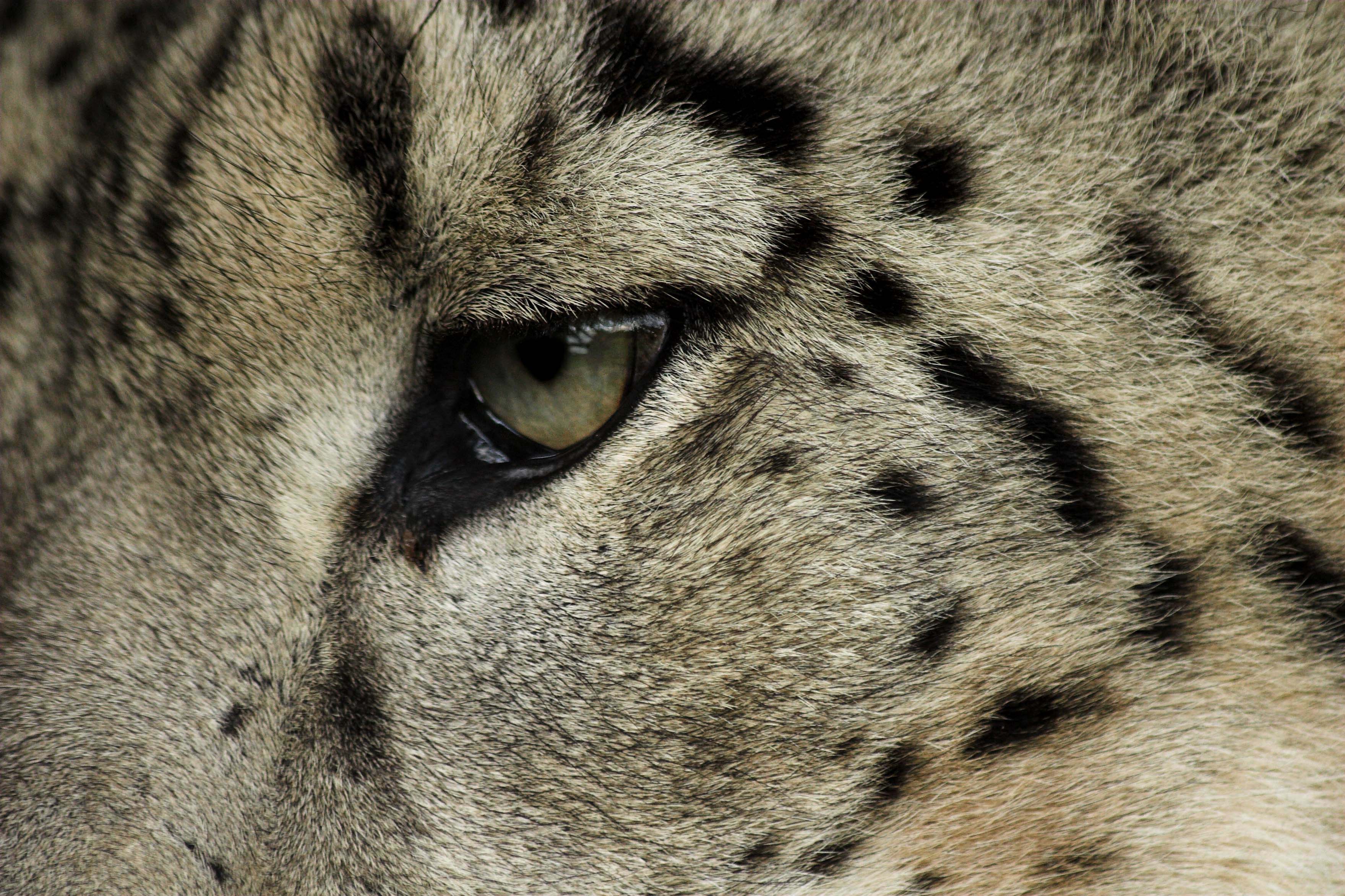 No.43 - Snow Leopard