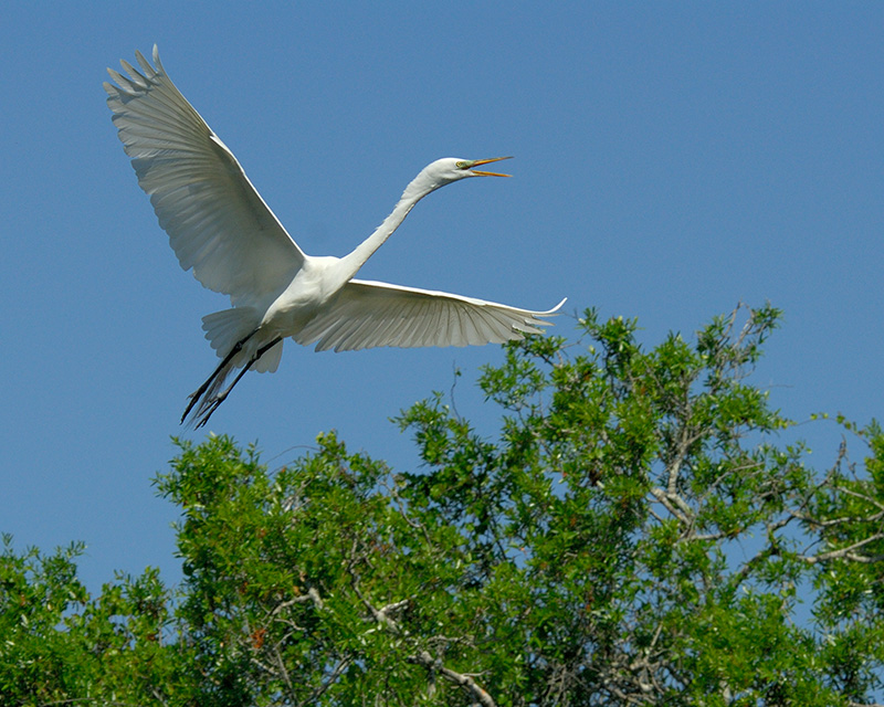 Great Egret 3799.jpg