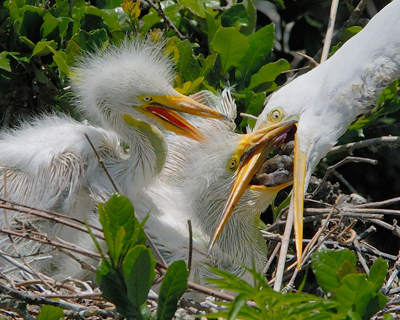 Great Egrets 6042.jpg