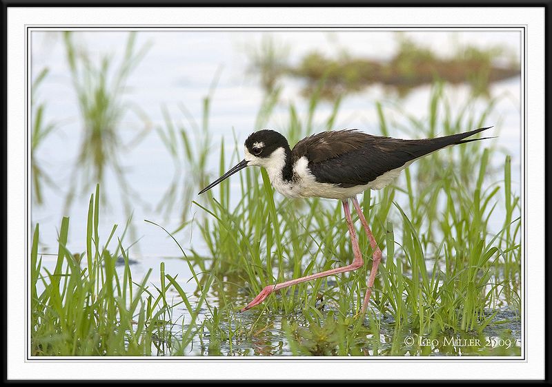 PC-_J3W0449CC framed.jpg