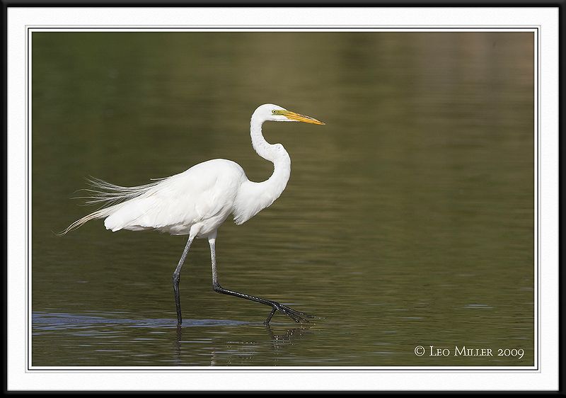 PC-_J3W0539CC framed.jpg