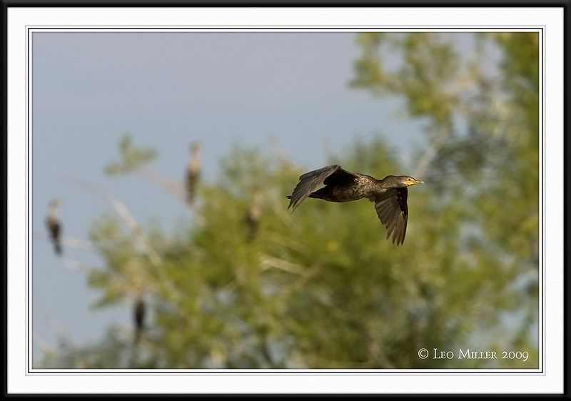 PC-_J3W0545CC framed.jpg