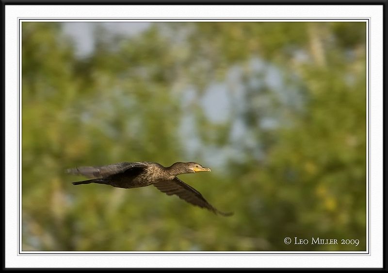 PC-_J3W0546CC framed.jpg