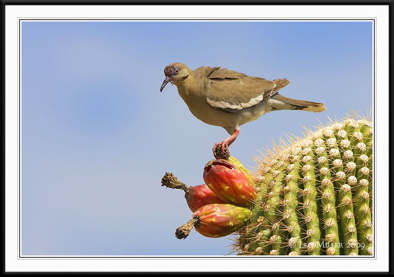PC-_J3W0717CC framed.jpg